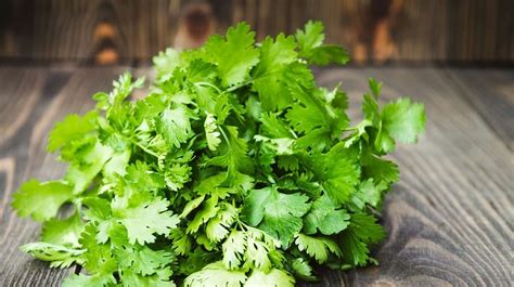 2 técnicas infalibles para conservar el cilantro fresco por mucho más