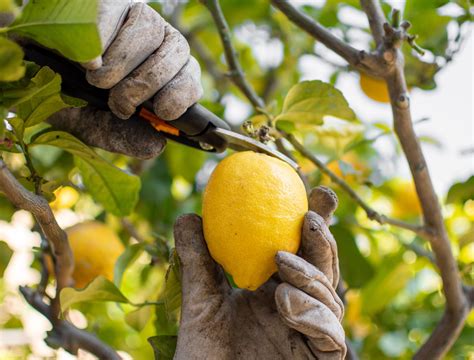 When Should You Prune Your Lemon Tree?