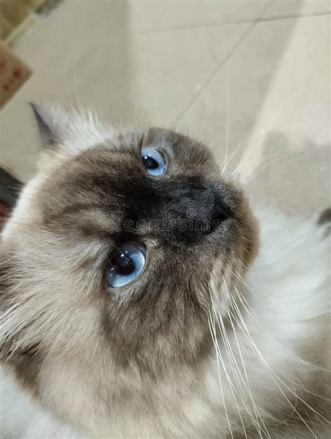 Himalayan Cat with Blue Eyes Stock Photo - Image of himalayan, blue: 266537466