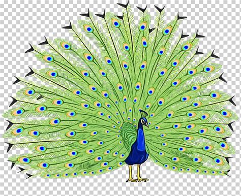 Acuarela Pintura Tinta húmeda Pavo real Pájaro Pavo real indio