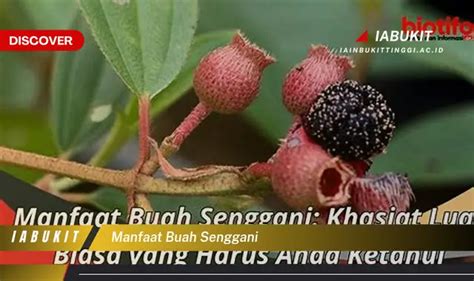 Bukan Cuma Daun Manggis Ketahui 7 Manfaat Buah Senggani Yang Bikin