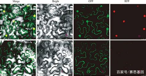 一文带您了解亚细胞定位（subcellular Localization） Csdn博客