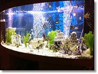 The Pet Tree House - Where Pets Are Family Too : Freshwater Aquarium Setup - Fish Tank Setup