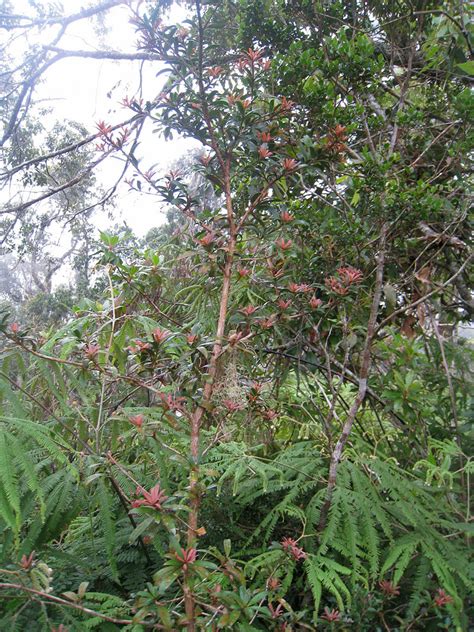 Podocarpus Pilgeri Podocarpaceae Image At Phytoimages Siu Edu