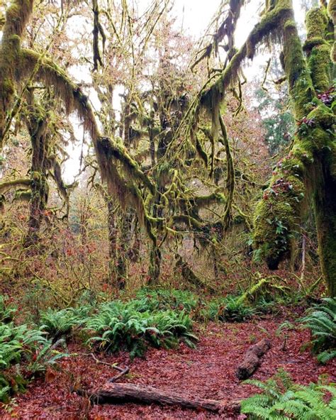 wanderKindly — Hall of mosses Washington//2018 (Via:...