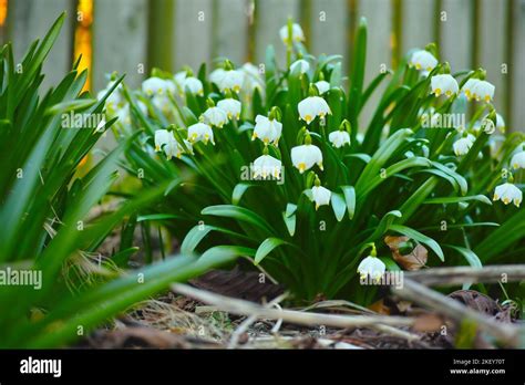 Common Snowdrop Galanthus Nivalis Stock Photo Alamy