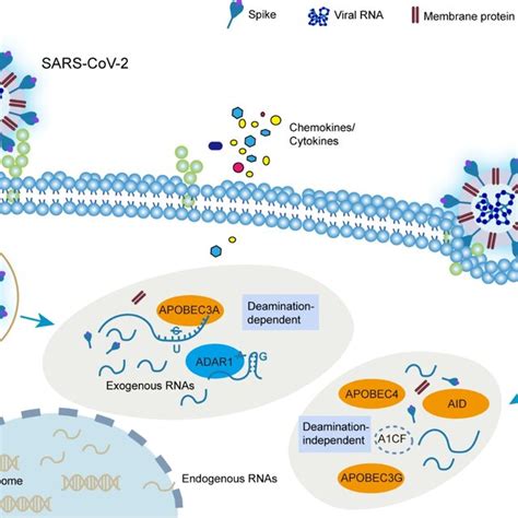 Schematic Overview Of The Potential Role Of Apobecs And Adars In