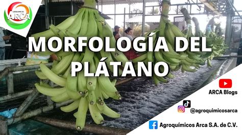 CONOCE LA MORFOLOGÍA DEL PLÁTANO YouTube