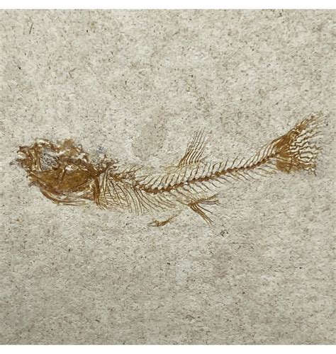 Fossils-UK.com | Rare Pliocene Fossil Fish from Nevada, USA (SKU V5740 ...