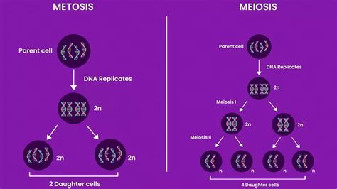 Metaphase Mitosis Vs Meiosis