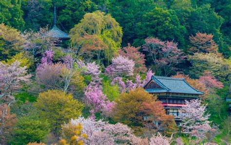 Monte Yoshino Travel Japan Ente Nazionale Del Turismo Giapponese