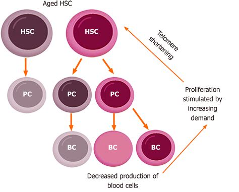 Growing And Aging Of Hematopoietic Stem Cells