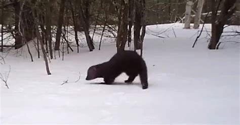 Rarely Seen Fisher Cat Caught On Camera Prowling A Snowy Forest Floor