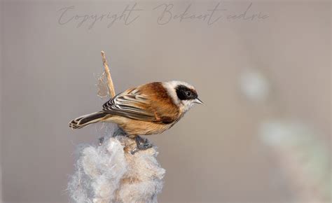 R Miz Penduline Bekaert Cedric Flickr