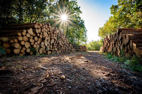 Examining The Environmental Impact of Timber Structures – Good or Bad ...