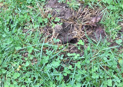 Rattlesnake Camping | The Dyrt