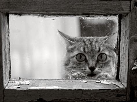 Grayscale Photography Of Cat Hd Wallpaper Wallpaper Flare