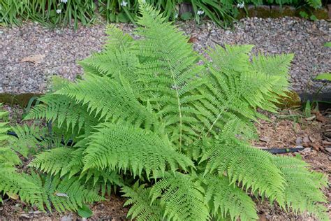 How To Grow And Care For Lady Ferns