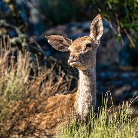 Cervus Elaphus Hispanicus España Del Parque Nacional De Monfrague