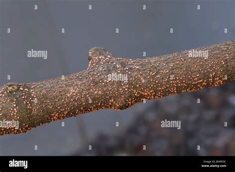Coral Spot Fungus Nectria Cinnabarina Growing On An Untreated Rustic