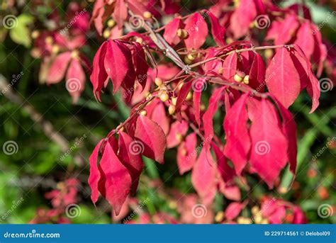 Red Foliage And Fruits Of Euonymus Alatus Stock Image Image Of Landscape Native 229714561