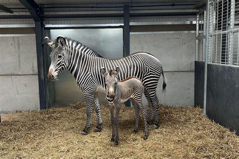 Baby Zebra Foals