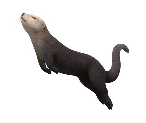 Sea Otter isolated on a Transparent Background 23839448 PNG