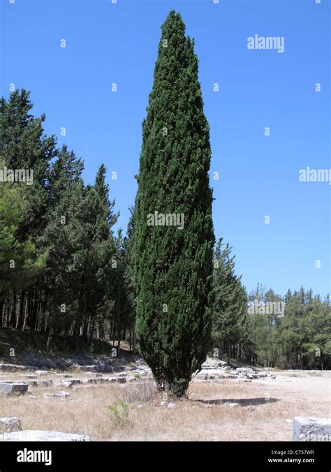 Mediterranean Or Italian Cypress Tree Cupressus Sempervirens Kos