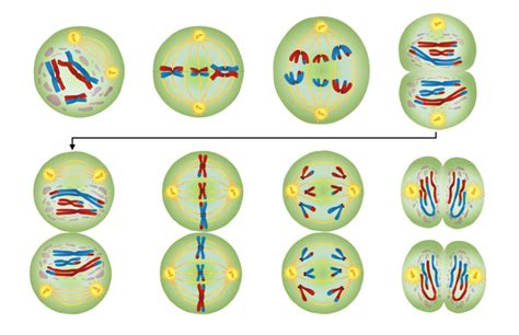 Meiosis Matching Worksheet Answer Key E