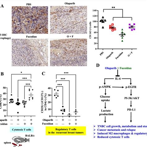 Olaparib Plus Oligo Fucoidan Improves Anti Tnbc Immunity Splenic