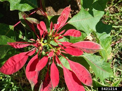 Poinsettia Euphorbia Pulcherrima