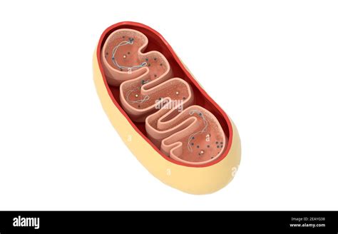 3d Mitochondrion Cut Out Stock Images Pictures Alamy