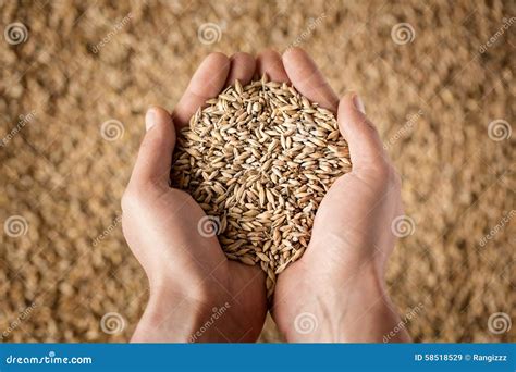 Farmer S Hands Holding Wheat Grains Stock Image Image Of Business