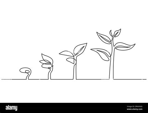 Continuous line drawing of step of tree growth. Plants grow isolated on ...