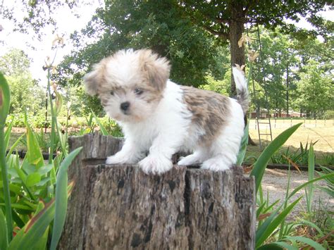 Maltese Shih Tzu Puppies