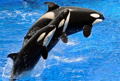 Performing Killer Whales (Orca) Royalty Free Stock Photography - Image: 14222317