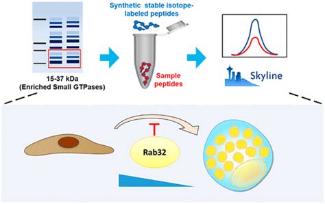 Targeted Proteomic Analysis Of Small Gtpases In Murine Adipogenesis