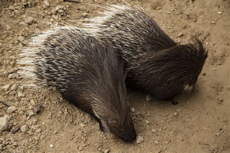 Crested Porcupine Free Stock Photo Public Domain Pictures