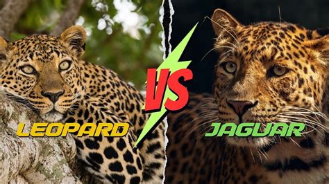 Leopard Vs Jaguar Difference Between Jaguar And Leopard Explained