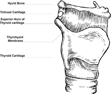 [PDF] Triticeal cartilage: the forgotten cartilage | Semantic Scholar