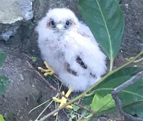 Rinvenuto Un Gheppio A Marina Piccola Di Sorrento Recuperato Dai