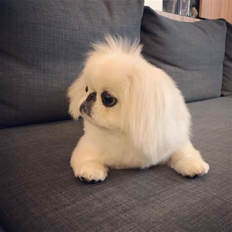 14 Things Pekingese Owners Must Never Forget The Dogman