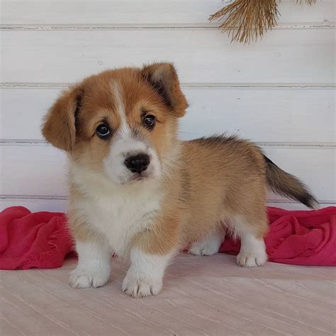 Corgi Puppies For Sale Corgi Puppies For Sale Near Me