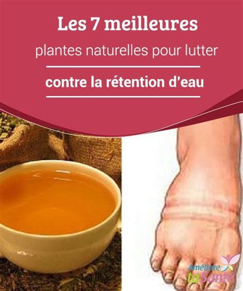 Les Meilleures Plantes Naturelles Pour Lutter Contre La R Tention D