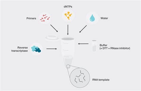 5 Steps To Optimal Cdna Synthesis Thermo Fisher Scientific Kr