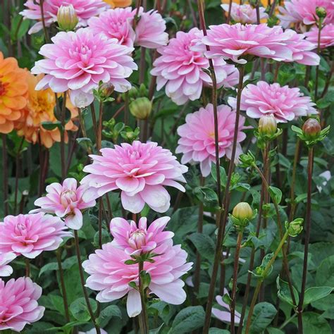 Dahlia Pink Perception White Flower Farm