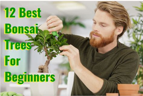 12 Best Bonsai Trees For Beginners - HouseplantJoy.com