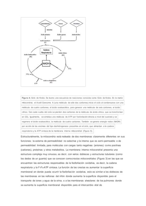 Bioenergetica Mitocondria Fosforilacion Pdf