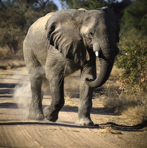 Zakouma: a life-line for Chad's elephants | The Independent | The ...