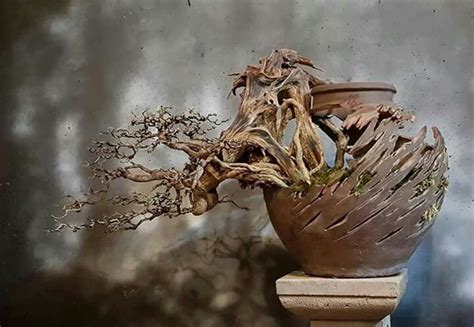 Pin By Judy Yang Murawski On Clay Pottery Cascading Bonsai Bonsai